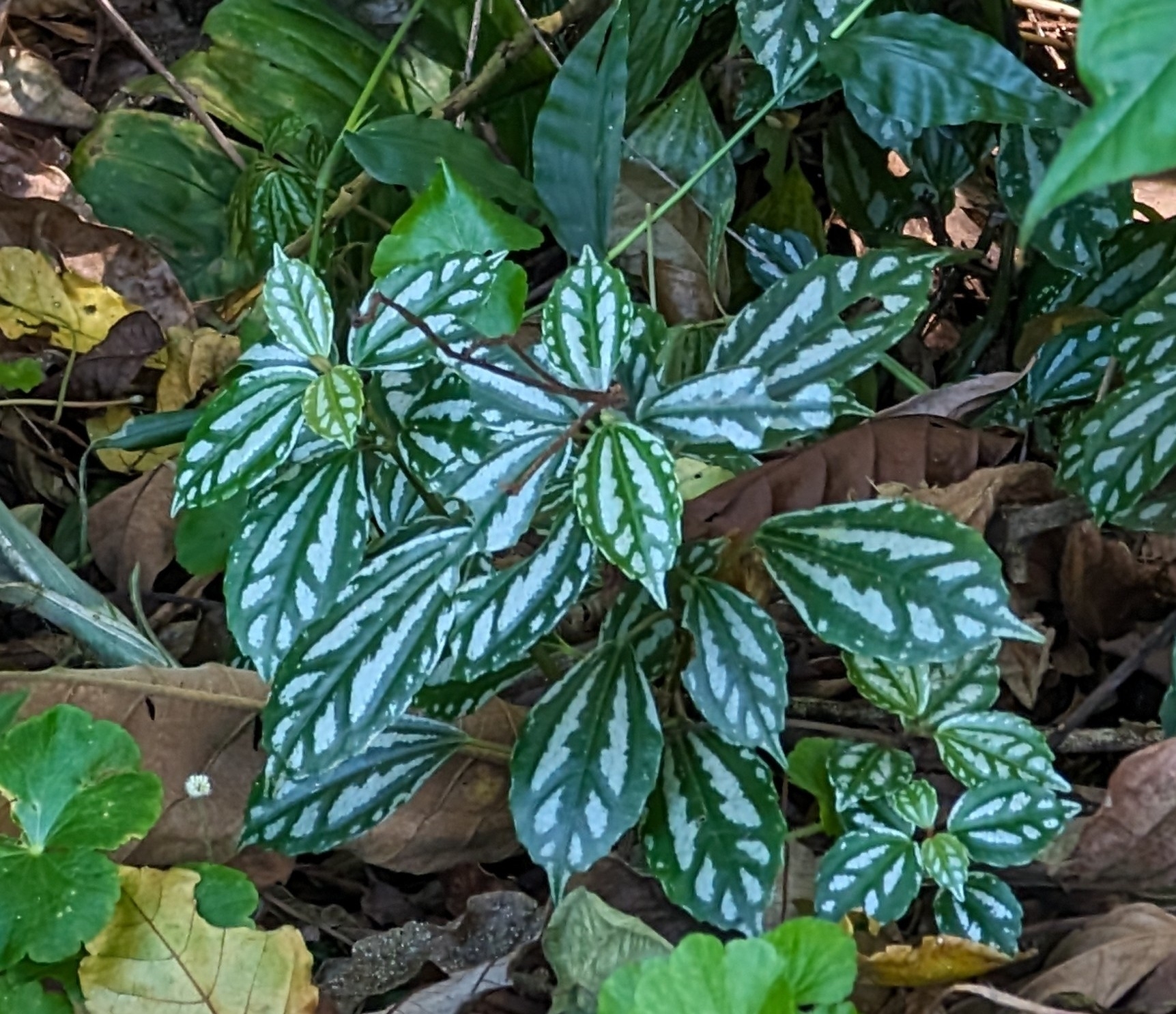 Imagem de Planta-mosaico