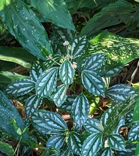 Image of Pilea cadierei by (c) Alan Prather, some rights reserved (CC BY)