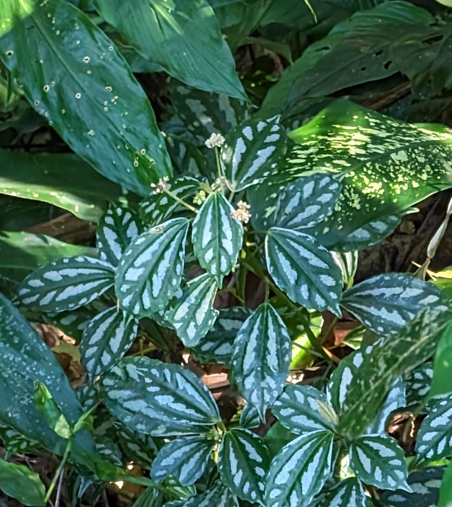 Imagem de Planta-mosaico