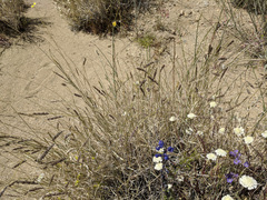 Hilaria rigida