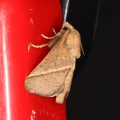 Quasithosea obliquistriga