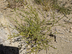 Chorizanthe brevicornu