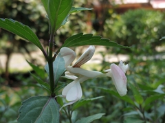 Hymenopus coronatus