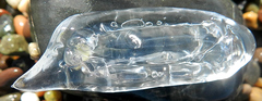 Cyclosalpa affinis