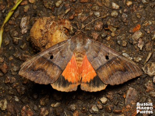Thyas miniacea