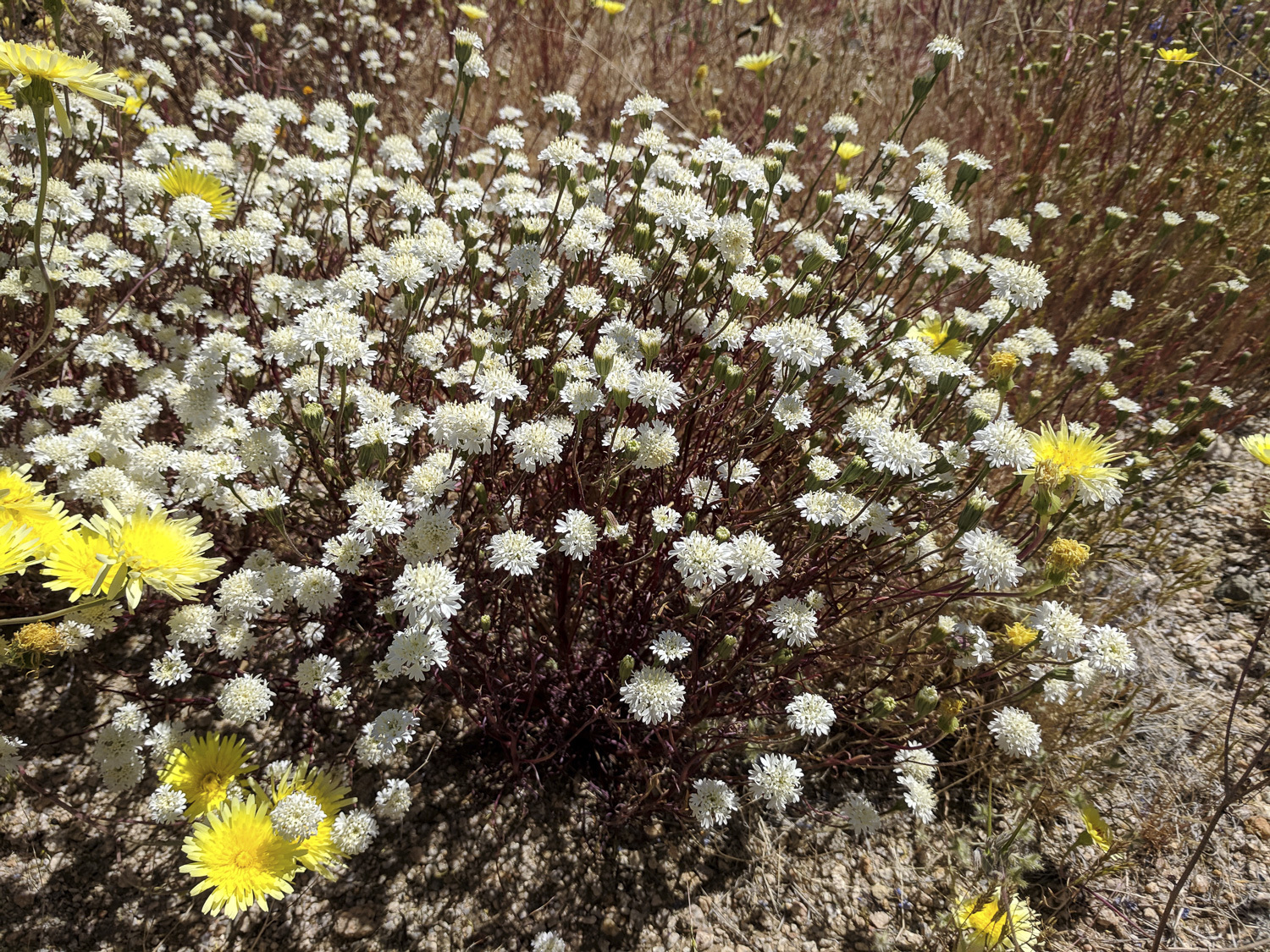 Chaenactis fremontii