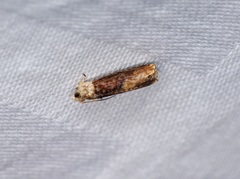 Hedya iophaea