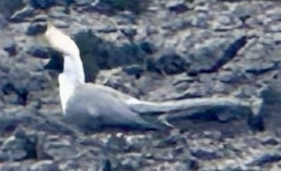 Bare-faced Go-away-bird (Crinifer personatus), photo 6