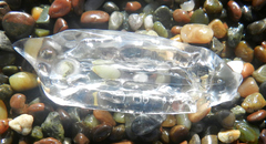 Cyclosalpa affinis
