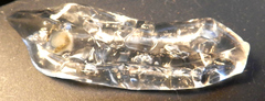 Cyclosalpa affinis