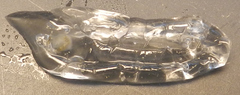 Cyclosalpa affinis