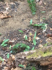Erythronium americanum