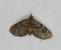 Chloroclystis conversa