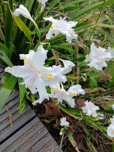 Iris formosana Ohwi