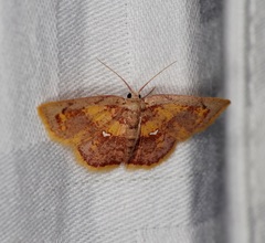 Chrysocraspeda olearia