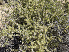 Prunus fasciculata