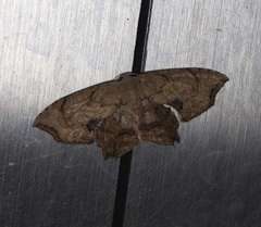 Dysaethria moza