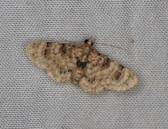 Gymnoscelis admixtaria