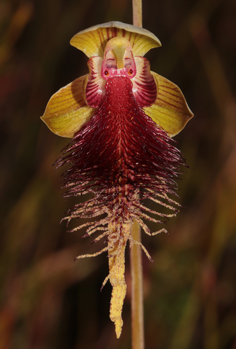 giant beard orchid (Calochilus grandiflorus)