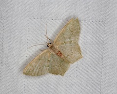 Hemithea marina