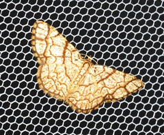 Heterostegane warreni