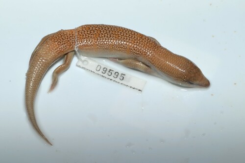 Iranian Sand Skink