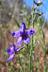 Delphinium parryi