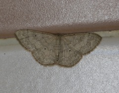 Idaea ptyonopoda