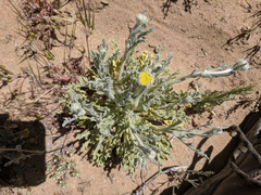 Baileya pauciradiata