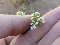 Cryptantha pterocarya