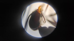 Dorymyrmex hunti