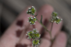Cryptantha pterocarya