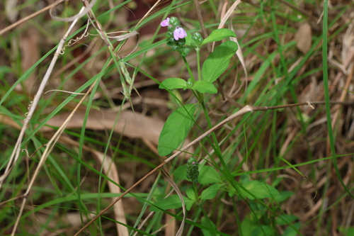 Image of Rostellularia obtusa by (c) Greg Tasney, some rights reserved (CC BY-SA)