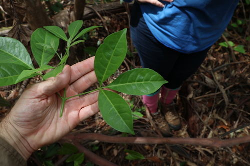 Image of white euodia by (c) Greg Tasney, some rights reserved (CC BY-SA)