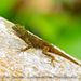 Barahona Gracile Anole - Photo (c) Ron Savage, some rights reserved (CC BY-NC-SA), uploaded by Ron Savage