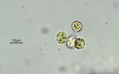 Asterococcus superbus