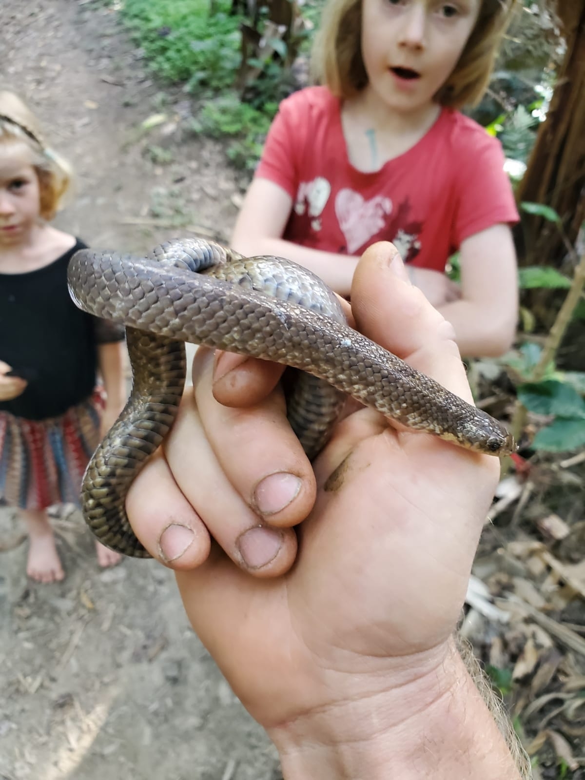 Stenorrhina image