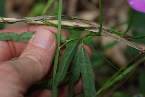 Image of Vigna vexillata by (c) Greg Tasney, some rights reserved (CC BY-SA)
