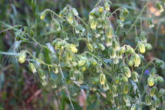 Emmenanthe penduliflora penduliflora