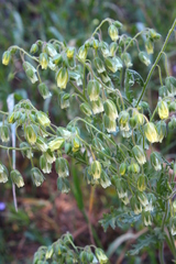 Emmenanthe penduliflora penduliflora