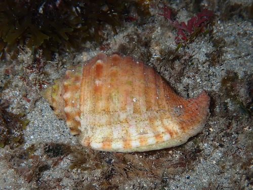 Spiny bonnet snail