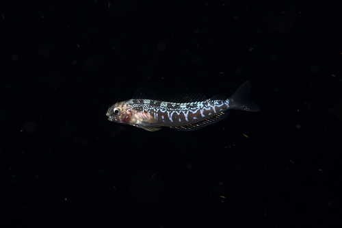 Redlip blenny (Ophioblennius macclurei) — Blenniidae — 3