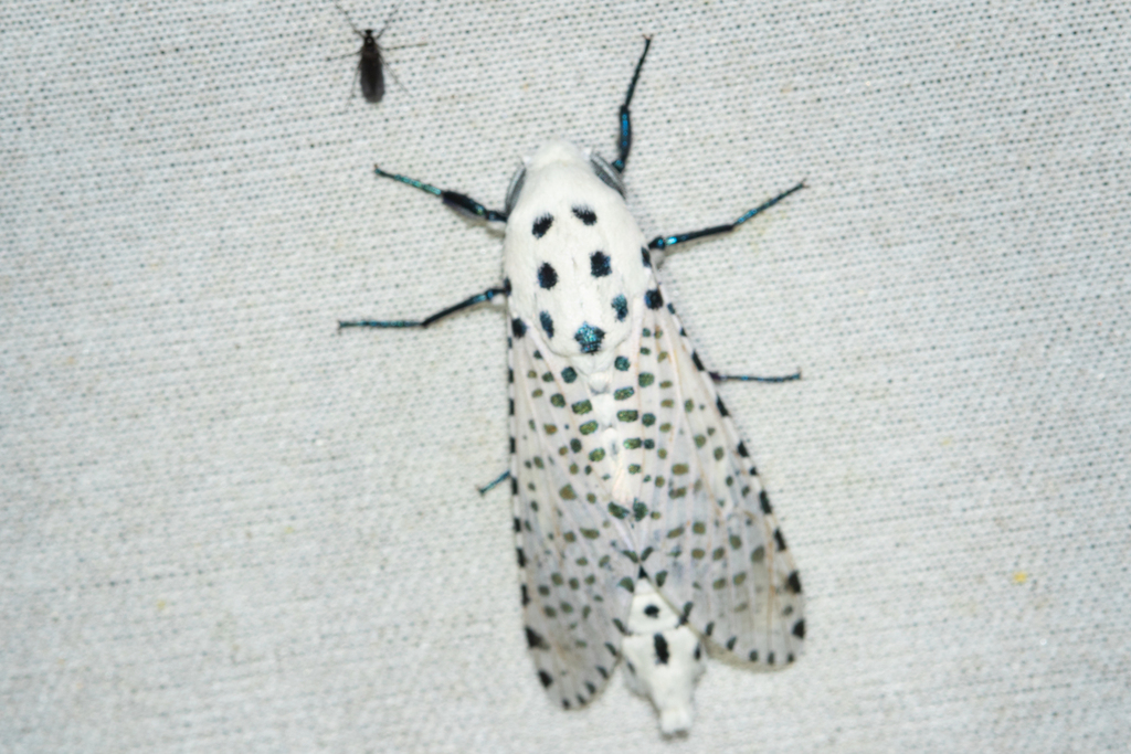 Zeuzera borneana