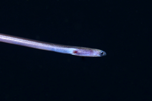 Spaghetti eel (Moringua edwardsi) — Moringuidae — 4