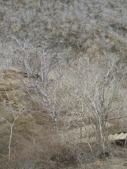 Bursera graveolens: Herkunft und Verwendung — Foto 3