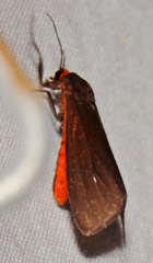 Virbia laeta
