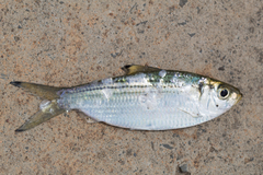 Herklotsichthys castelnaui