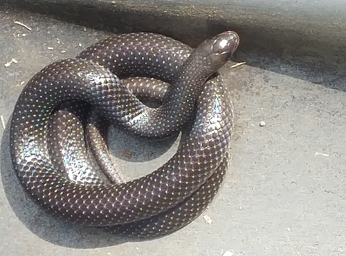 Photo of a Ghana Shovel-snout (Prosymna meleagris)