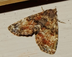 Metalectra richardsi