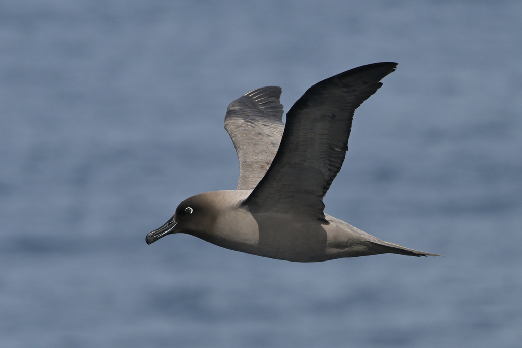 Light-Mantled Albatross